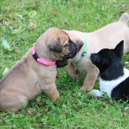 Boerboel Puppies from Northland Boerboels
