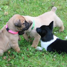 Boerboel Puppies from Northland Boerboels