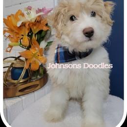 Aussiedoodle, Bernedoodle, and Goldendoodle Puppies from Johnson's Doodles