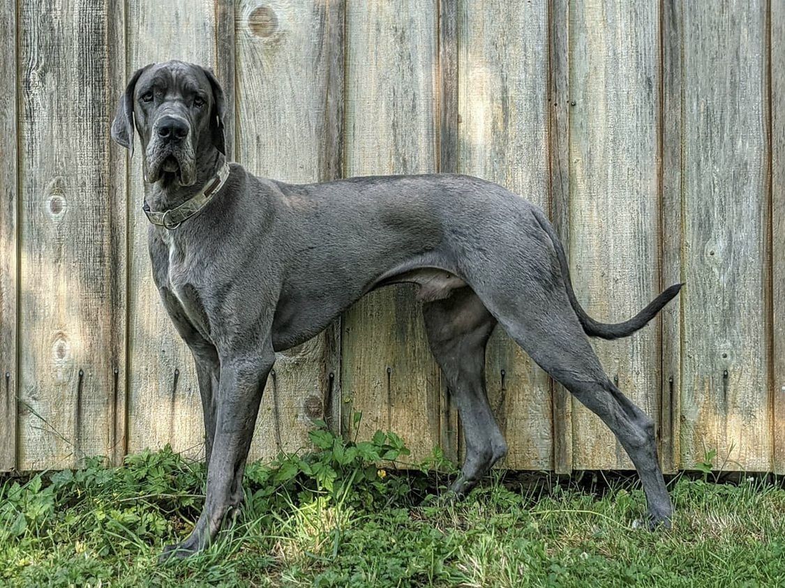 An adult Great Dane stands by a fence