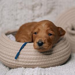 Hunter - Red  male Goldendoodle puppy in Duncan, South Carolina from Abner Creek Poodles & Doodles