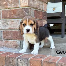 Georgia - Black tan and white female Beagle puppy in Mansfield, Missouri from Rippee Creek Kennel