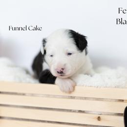 Funnel Cake - Black tri female Miniature Australian Shepherd puppy in Wooster, Ohio from Kari's Mini Aussies