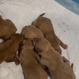 1st Pick Male - Yellow male Labrador Retriever puppy in Tomahawk, Wisconsin from Mahner Labs