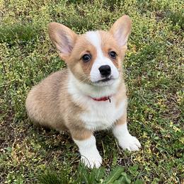 13 red collar - Fawn male Pembroke Welsh Corgi puppy in Port Republic, Maryland from Bestfurends