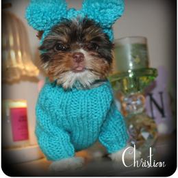 Boy 2 - male Yorkshire Terrier puppy in Detroit, Michigan from Friends4everkennel LLC