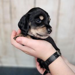 OG1-1 (Red collar) - Black and cream male Dachshund puppy in Martin City, Montana from FleuryDachs