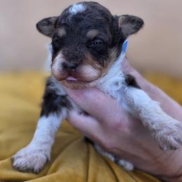 Sully - Tri-color male Bernedoodle puppy in Decatur, Tennessee from Diamond's Doodles