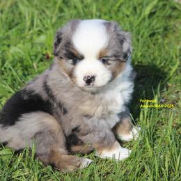Heath - Blue merle male Miniature American Shepherd puppy in Hillsdale, Michigan from Faithwalk Aussies and Mini American Shepherds