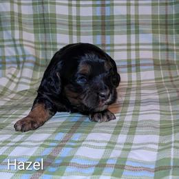 Hazel - Brown and tan female Cockapoo puppy in Sunset, Louisiana from Cano Cockapoos