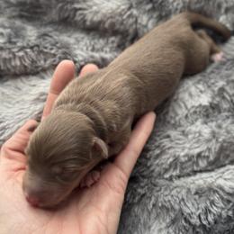 Girl 5 - Red & white female Australian Shepherd puppy in Volant, Pennsylvania from Addie's Aussies