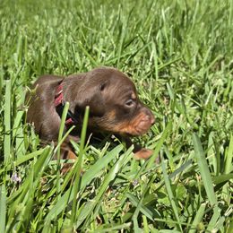 Maroon collar red male - Red and rust male Doberman Pinscher puppy in Houston, Texas from Draggin Dobermans & Great Danes