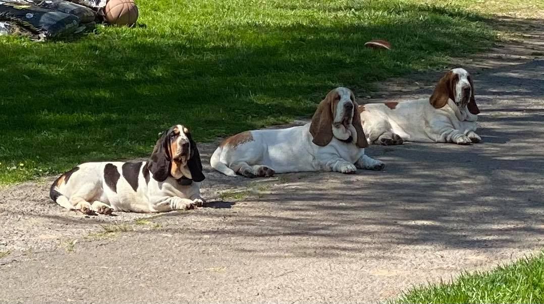 Basset best sale bottom bassets