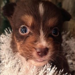 Sally RTF - Red tri-color female Australian Shepherd puppy in Salem, Arkansas from Patchwork Kennels