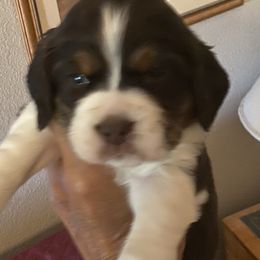 English Springer Spaniel Puppies from II Shea Ranch