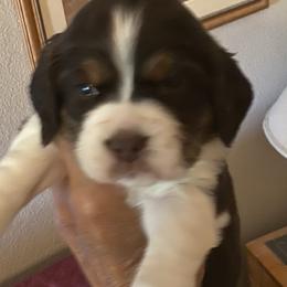 English Springer Spaniel Puppies from II Shea Ranch