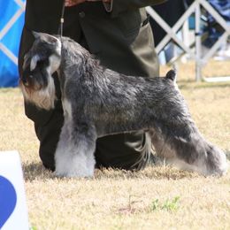 Duncan - Miniature Schnauzer