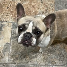 French Bulldogs from Akron Frenchies