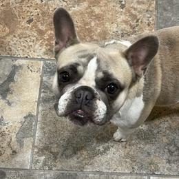 French Bulldogs from Akron Frenchies