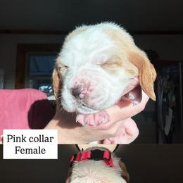 Pink collar - Red and white female Basset Hound puppy in Kenansville, Florida from Fancy Hounds
