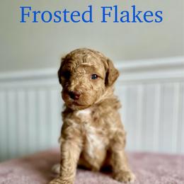 Frosted Flakes - Apricot male Goldendoodle puppy in Taylorsville, North Carolina from Heartfelt Doodles