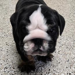Ben - Black tri-color male Bulldog puppy in Albany, Oregon from Red Cloud Australian Shepherds and DeGray Great Danes & Bulldogs