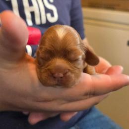 Addison - Ruby female Cavalier King Charles Spaniel puppy in Sparta, Georgia from Southern Edge Kennel