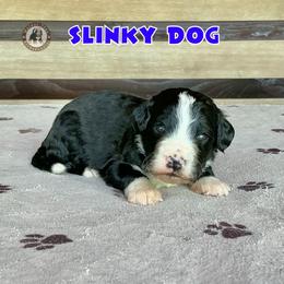 Slinky Dog - Black and white male Bernedoodle puppy in Banner Elk, North Carolina from Walnut Tree Bernedoodles