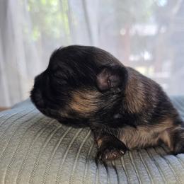 Gabrielle - Brindle female Shih Tzu puppy in Los Banos And Bay Area, California from Shantii's Shih Tzu's