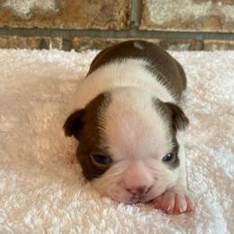 AKC Jameson - Seal and white male Boston Terrier puppy in Imperial, Missouri from Boston Kup Breeders