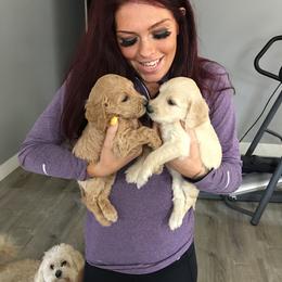 Cockapoo and Goldendoodle Puppies from Capital Doodles