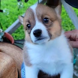 Girl 2 - Laramie - Pembroke Welsh Corgi puppy in San Antonio, Texas from Bishop Paws & More.