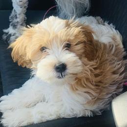 Goldendoodles from Sassy’s Hollywood Poodles & Doodles