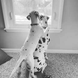 Dalmatian All Grown Up from Antietam Dalmatians