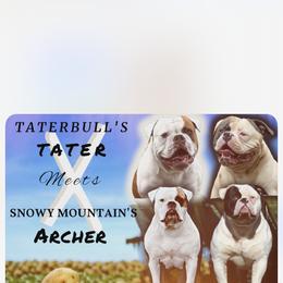 American Bulldog Puppies from DF's Unlimited Ruff