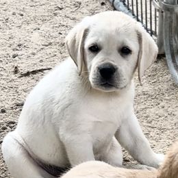 Boy 3 - Yellow Labrador Retriever puppy in The Hammocks, Florida from Chambray Labradors