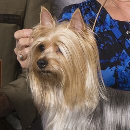 Skye - Silky Terrier