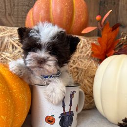 Bendi - Parti female Yorkshire Terrier puppy in Howe, Oklahoma from Ray Holder