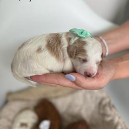K-Turquoise Girl - Parti female Goldendoodle puppy in Lewisville, Texas from Texas Goldendoodle Lovers