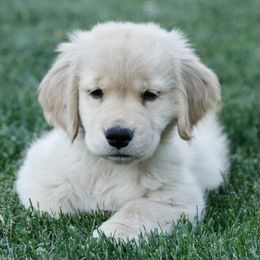 Golden Retrievers from Cindy Pischke