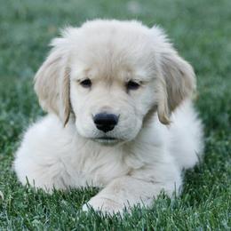 Golden Retrievers from Cindy Pischke