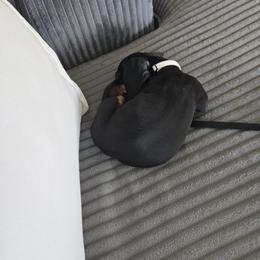 Dalilah - Dachshund