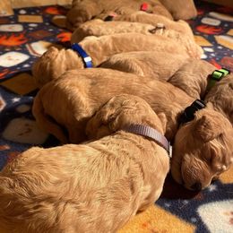 Goldendoodle Puppies from Penny Doodles VA