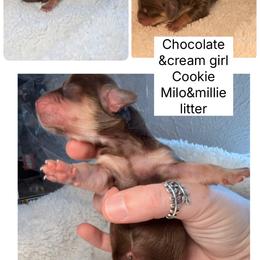 Cookie - Chocolate and cream female Dachshund puppy in Fort Worth, Texas from The Holloway Dachshunds