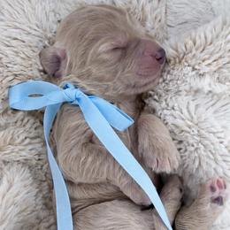 Cloudy - Cream female Australian Labradoodle puppy in Upland, California from Kings Labradoodles