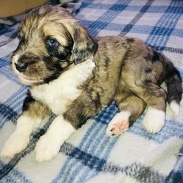 Aussiedoodle and Poodle Puppies from Arena Valley Acres LLC