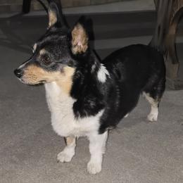 Dally - Pembroke Welsh Corgi