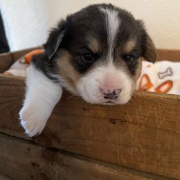 Red Collar Boy 3 - Pembroke Welsh Corgi puppy from Muletown Corgis