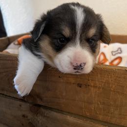 Red Collar Boy 3 - Pembroke Welsh Corgi puppy from Muletown Corgis