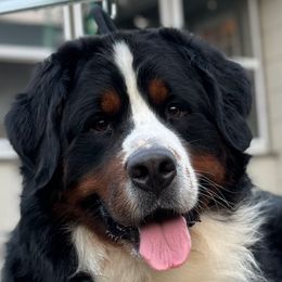 Henry - Bernese Mountain Dog